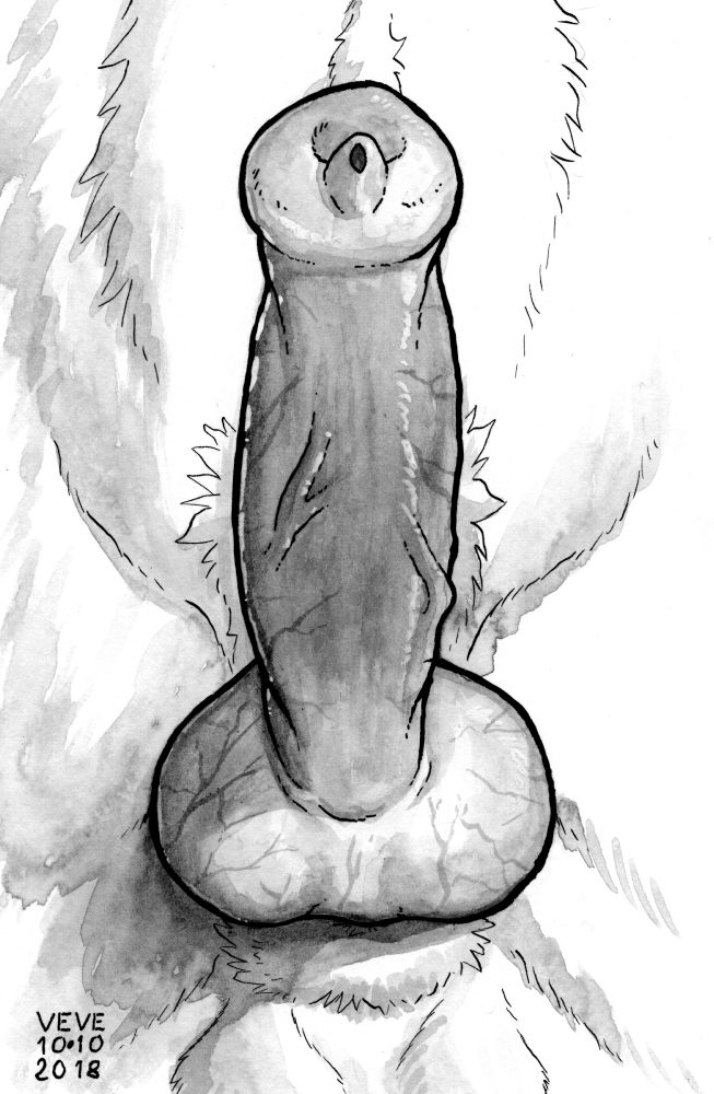 2018 ambiguous_form animal_genitalia animal_penis anthro balls black_and_white canid canine_penis dated erection genitals glistening glistening_genitalia glistening_penis knot male mammal monochrome peehole penis penis_focus retracted_sheath sheath signature skyelegs solo urethra urethra_tip vein veiny_penis