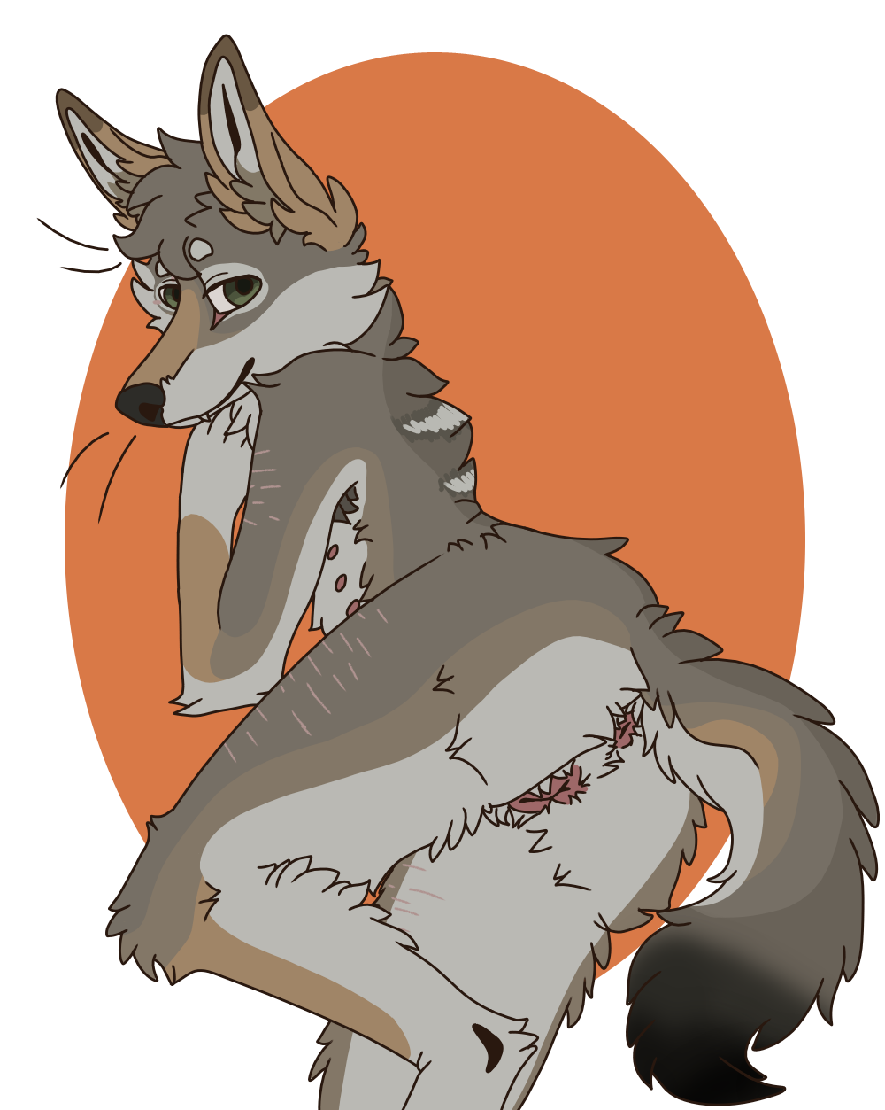 anatomically_correct anatomically_correct_genitalia andromorph anthro armpit_tuft belly_nipples black_nose black_tail_tip brown_body brown_fur cackling-beast canid canine canis coyote cuntboy daydream_(cackling-beast) fur genitals green_eyes hi_res intersex looking_at_viewer looking_back lying mammal on_front orange_ears scar solo tufted_fur