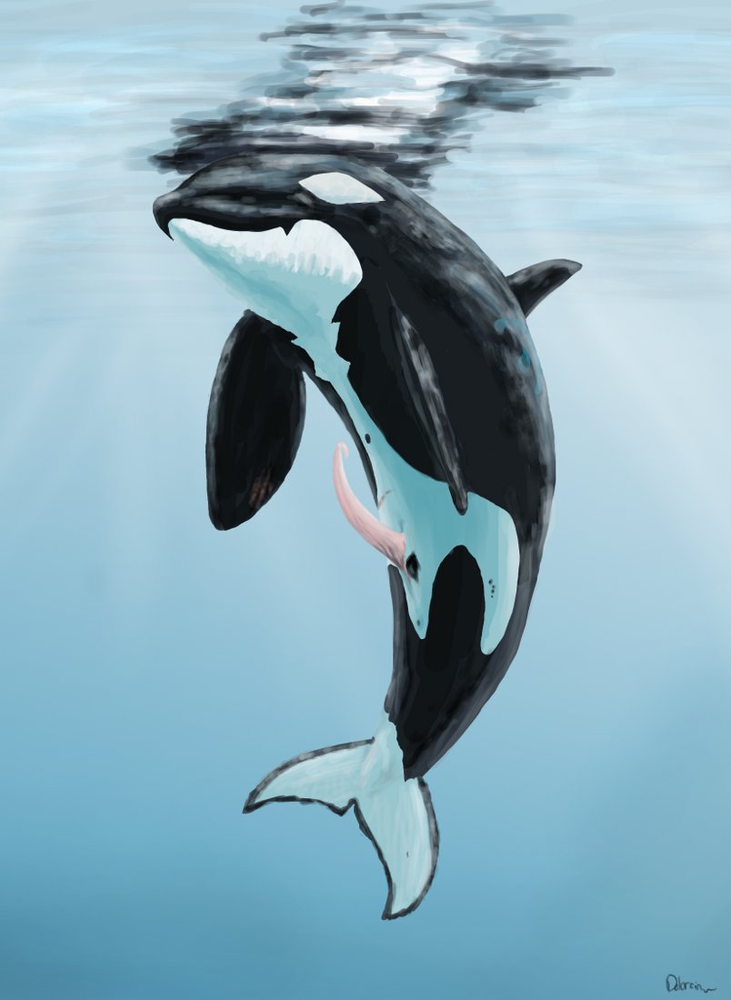 animal cetacean dolorcin feral male marine orca penis tapering_penis