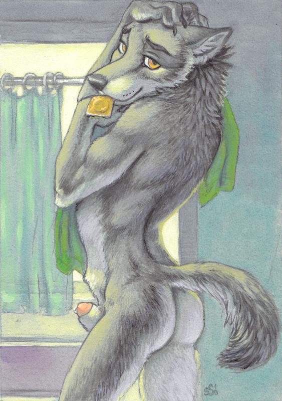 1boy 2010 anthro bathroom canine condom fur furry inviting male male_only nude penis sheath solo ssirrus towel wolf