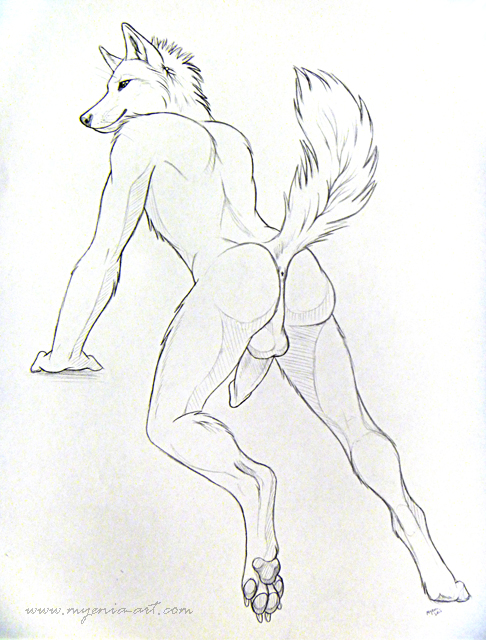 1boy 2010 anthro anus balls canine fur furry male male_only mooning myenia nude penis presenting raised_tail sketch solo tail wolf