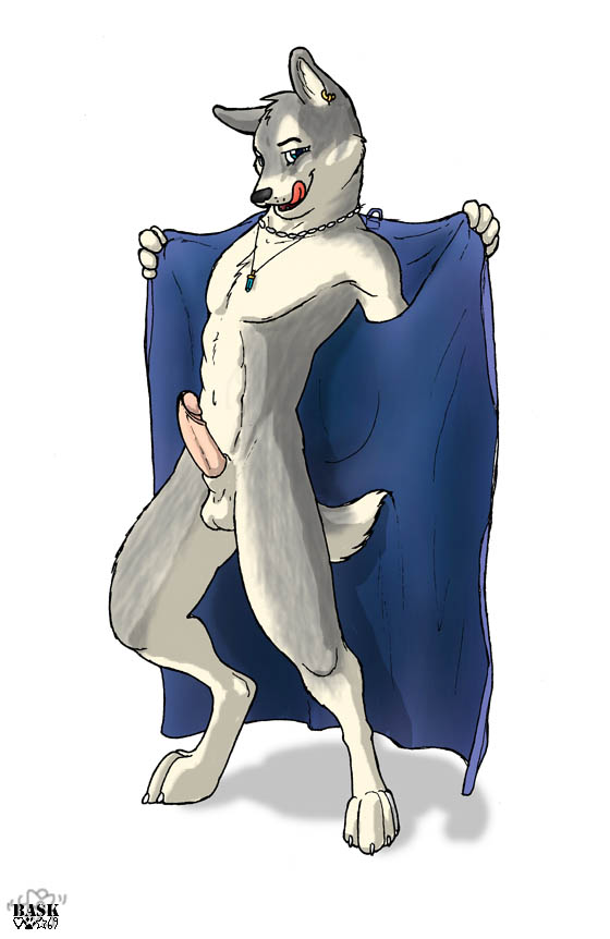 1boy anthro balls bask blue_eyes canine dressing_gown ear_piercing earring erection flashing fur furry grey_fur humanoid_penis licking_lips looking_at_viewer male male_only necklace nude penis piercing solo standing wolf