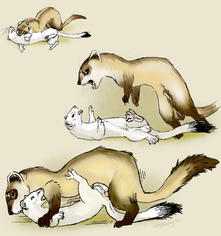 anal anal_sex bite cum domination feral ferret furry furry_only gay hands-free male mustelid mustelidae orgasm penetration pounce rape stoat weasel weasely