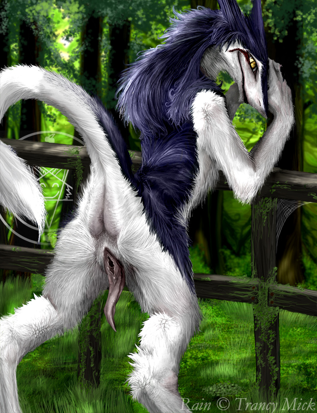 2007 ass chimera_synx clitoris color day female fence from_behind fur looking_at_viewer outdoors prehensile_clitoral_hood presenting pussy rain_silves raised_tail sergal spread_legs spreading tail unusual_pussy