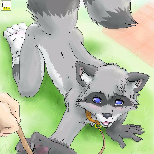 2004 all_fours blue_eyes blush claws collar grass grey leash looking_at_viewer male male_only raccoon tail zen