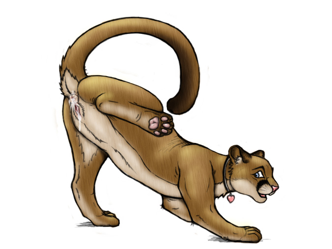 after_sex anus blue_eyes collar cougar feline female feral heart hindpaw kisu lion lioness mountain_lion necklace presenting puma pussy raised_leg raised_tail solo tail white_background