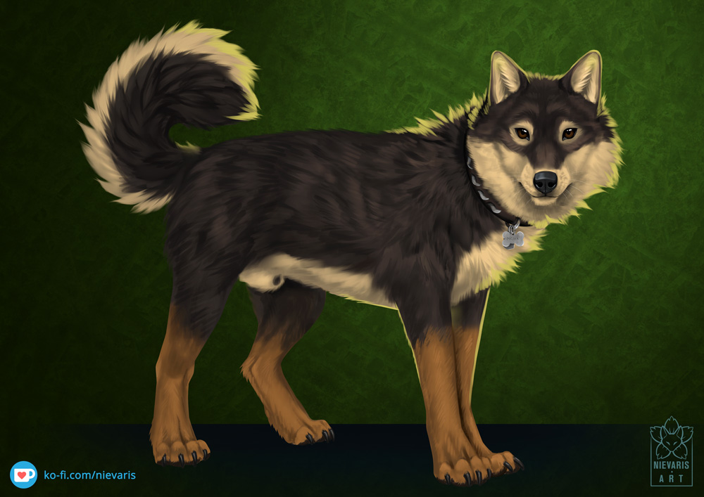 animal_genitalia black_nose brown_body brown_eyes brown_fur canid canine canis claws collar countershade_torso countershading detailed detailed_fur digital_media_(artwork) digitigrade feral finger_claws fluffy fluffy_tail fur genitals gloves_(marking) green_background grey_body grey_fur inner_ear_fluff ko-fi_logo leg_markings looking_at_viewer male mammal markings mojak_(noran) nievaris quadruped shaded sheath simple_background snout socks_(marking) solo tan_body tan_fur text toe_claws tuft url watermark wolf