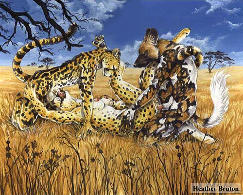 african_wild_dog anthro anthro_only breasts canine cheetah feline female fur furry heather_bruton king_cheetah male on_back oral penetration sex spitroast straight threesome vaginal_penetration