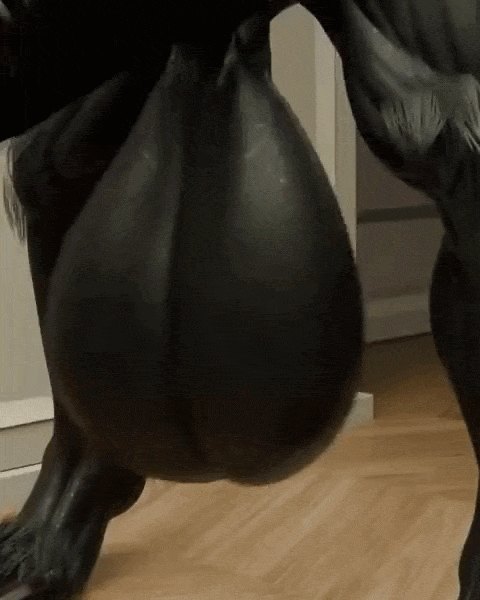 10s, animated, animation, anthro, anthro only, balls, big balls, big penis, black body, black fur, black skin, bovid, caprine, cassius lewandowskiago, cassthegoat, furry, furry only, gif, goat, hanging balls, heavy balls, huge balls, hyper, hyper balls, hyper penis, male, male only, massive balls, poney, shorter than 30 seconds, solo, solo anthro, solo male, tagme, thick penis