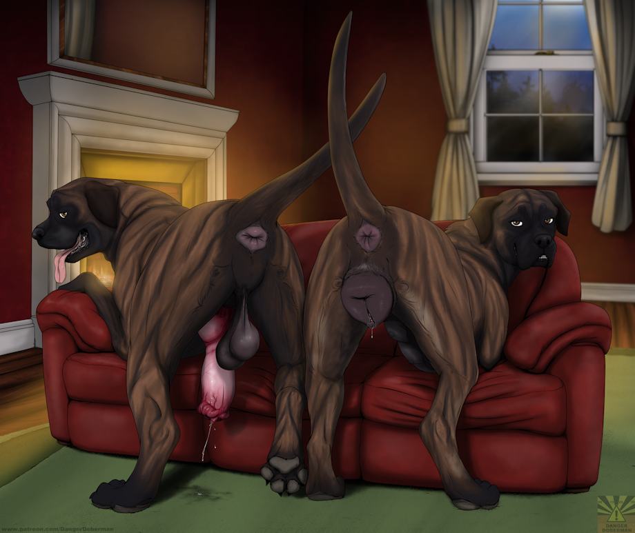 1boy1girl canine couch cum dangerdoberman female feral furry knot looking_at_viewer male precum presenting presenting_hindquarters pussy pussy_juice rear_view tongue_out