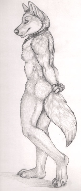 1boy 2011 abs anthro bondage canine collar digitigrade korrok looking_at_viewer male male_only muscles nude rufus_wolf sketch smile solo wolf