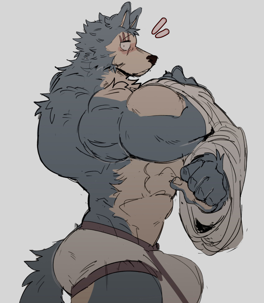 akachionmain anthro balls bara barazoku beastars big_balls big_penis bulge furry gay grey_fur legoshi_(beastars) male male_only muscles muscular penis removing_shirt scar scar_across_eye shirt solo solo_male underwear undressing wolf