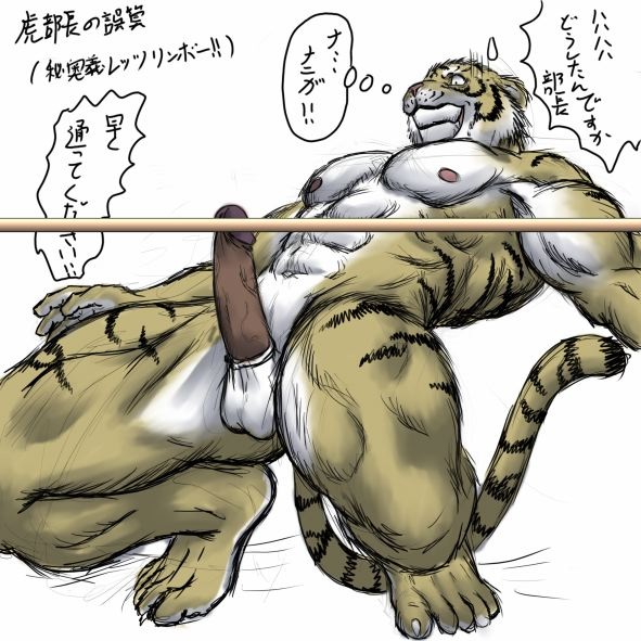 1boy anthro balls bomb_(artist) erection feline fur furry limboing male male_only muscles navel nude penis solo stripes tiger