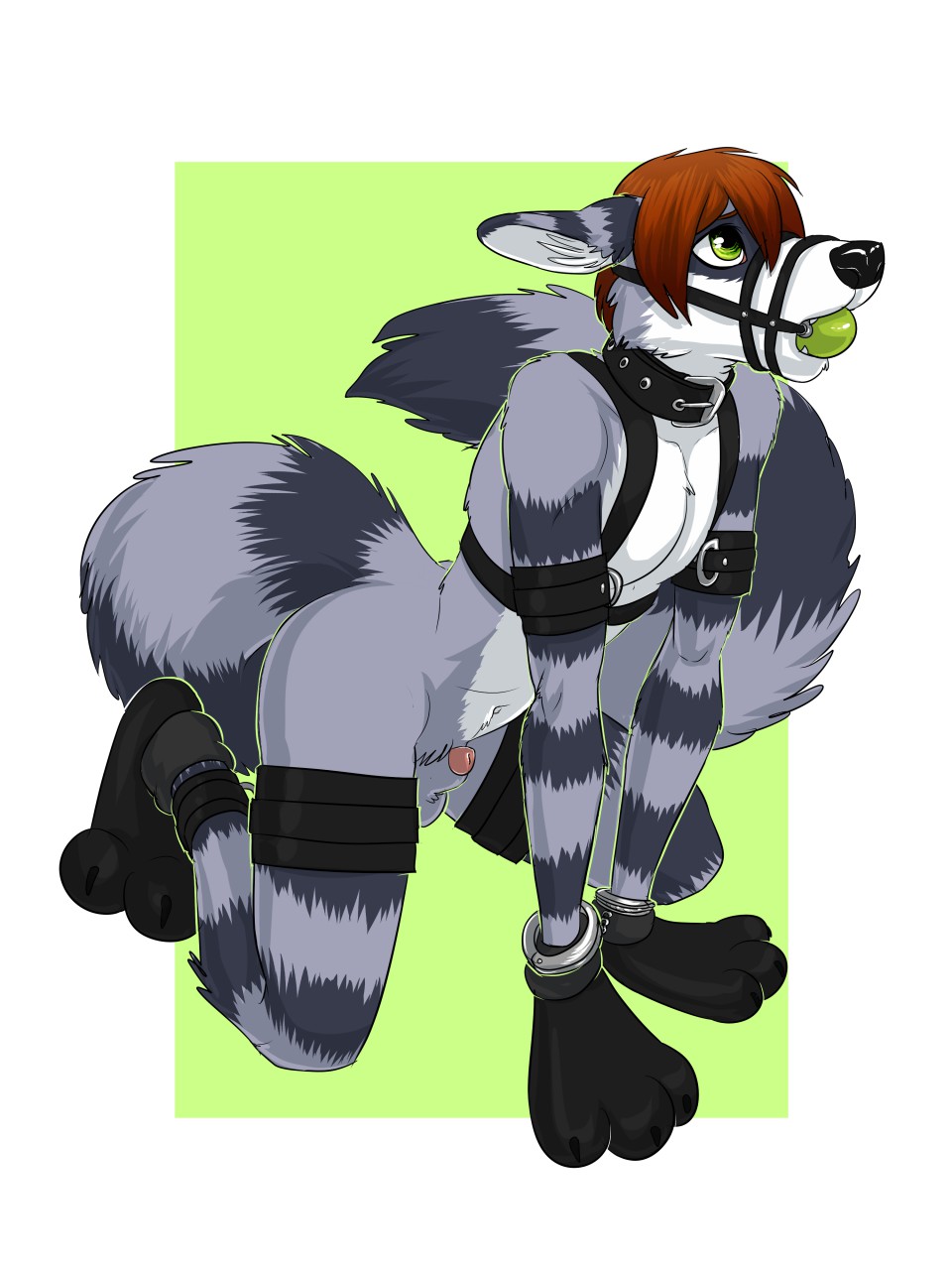 all_fours anthro ball_gag bondage cuff_(restraint) dirtybird gag handcuffs harness hi_res male male/male mammal metal_cuffs procyonid raccoon restraints rocko_ziggs solo