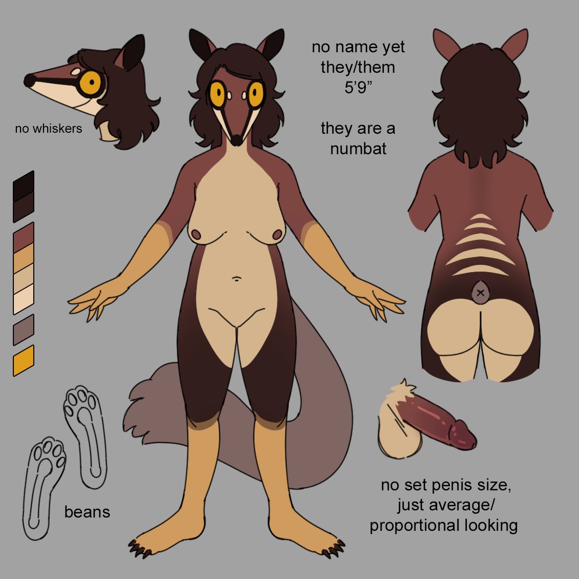 2023 a-pose ambiguous_gender anthro areola ass balls breasts claws dasyuromorph featureless_crotch genitals grey_background hadmyway hadmyway_(fursona) hair long_hair looking_at_viewer mammal marsupial model_sheet multicolored_body navel nipples nonbinary_(lore) numbat pawpads paws penis pose simple_background solo standing yellow_sclera