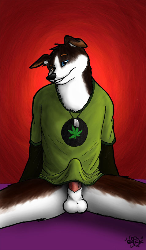 anthro balls bask big blue border_collie brown bulge canine cannabis drugs facing_viewer fur furry legs looking_at_viewer male_only marijuana murr open penis pot sheath shirt solo