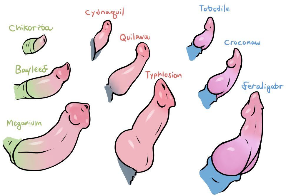 animal_genitalia bayleef chikorita croconaw cyndaquil erect_penis feraligatr generation_2_pokemon hills hillsboromadenbv meganium multiple_penises penis penis_size_chart penis_size_comparison pokemon pokemon_(species) quilava spiked_penis tagme totodile typhlosion