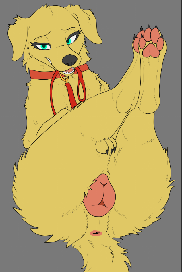 animal genitalia, animal vulva, bird dog, blue eyes, canid, canine, canine genitalia, canine pussy, canine vulva, canis, collar, domestic dog, female, feral, fur, genitals, genosladart, golden retriever, hunting dog, leash, mammal, pawpads, paws, pussy, retriever, solo, suggestive look, suggestive pose, yellow body, yellow fur