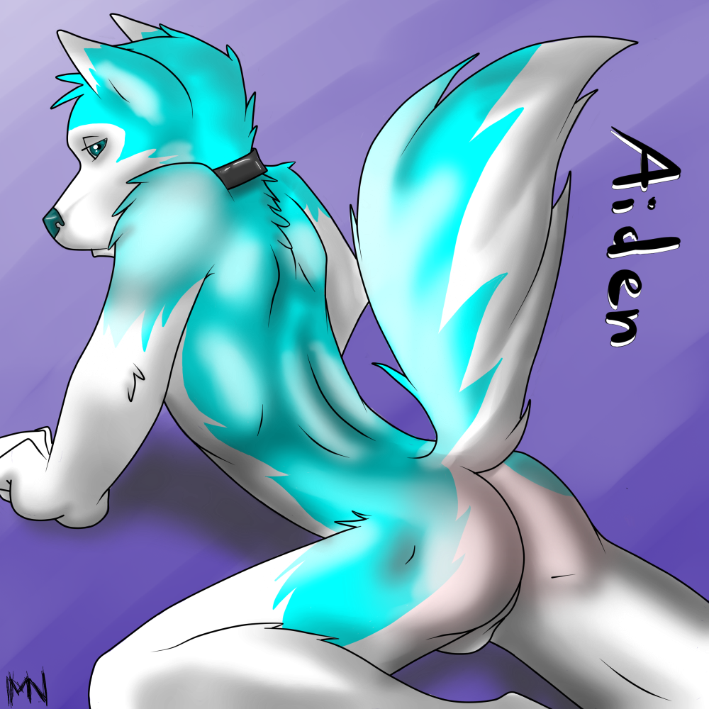 1boy anthro ass back balls canine collar fur furry husky looking_at_viewer male male_only milo_nettle perineum plain_background pose solo tail teal