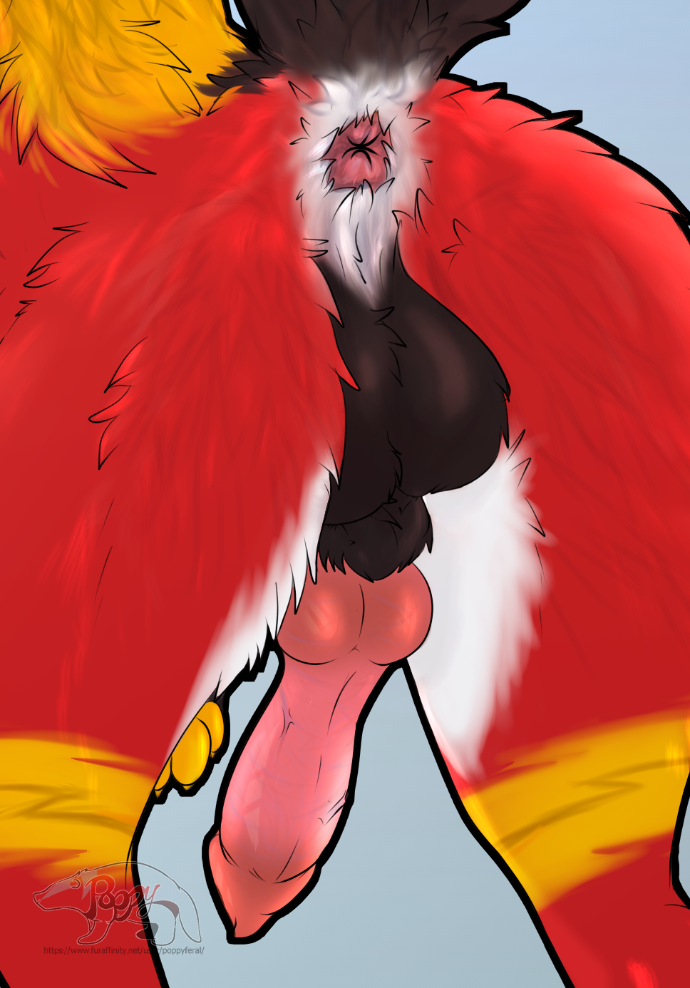 animal_genitalia anus balls black_body black_fur canid canine canis erection feral fur genitals hi_res knot male mammal penis pink_anus pink_knot pink_penis poppy_feral raised_tail red_body red_fur sheath solo tail white_body white_fur wolf