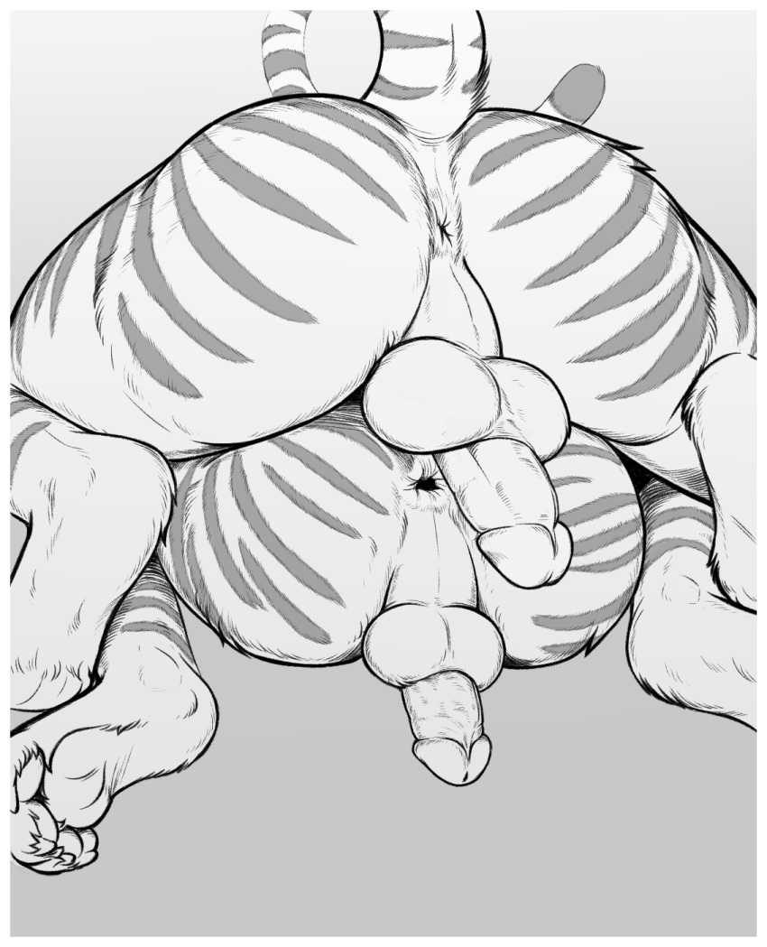 anthro anus backsack balls claws digitigrade duo felid genitals hi_res hindpaw homogenousrule humanoid_genitalia humanoid_penis low-angle_view male male/male mammal pantherine pawpads paws penis perineum raised_tail rear_view tail tiger