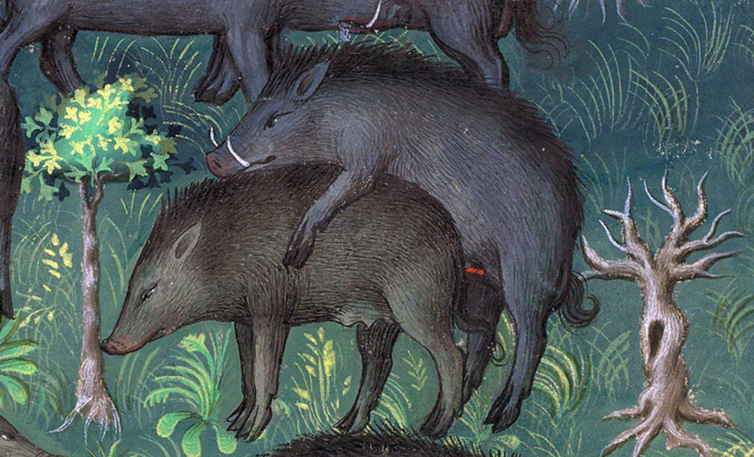 15th_century ancient_art doggy_style duo female female_penetrated feral feral_on_feral from_behind_position full_body gaston_phoebus genitals grass hetero hi_res male male/female male_penetrating male_penetrating_female mammal outdoors penetration penis plant sex suid suina sus_(pig) teats tree uncensored wild_boar