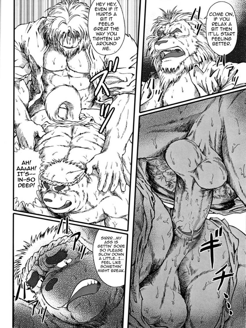 abs anal anal_sex anus balls canine clothing comic feline furry gay jin_(artist) lion male muscles no_humans pecs penetration penis shirt translated