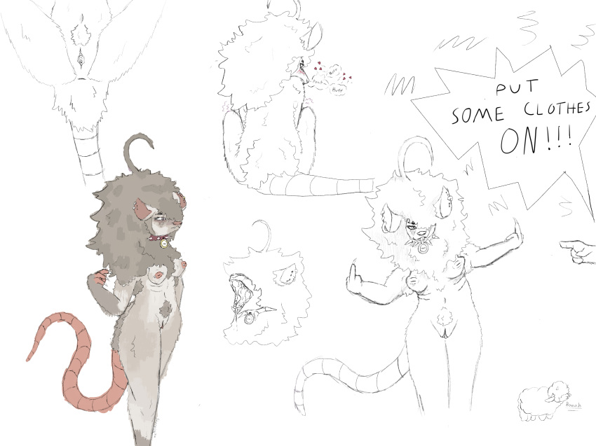 American Opossum Rule 34 Image