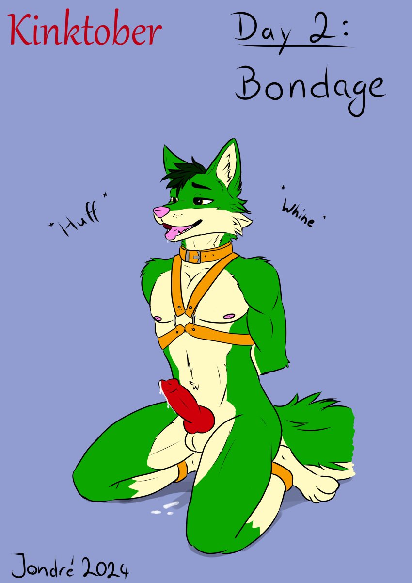 absurd_res animal_genitalia animal_penis anthro bodily_fluids bondage bondage bound breath canid canine canine_genitalia canine_penis cum dripping erection fox fur genital_fluids genitals green_body green_fur hands_behind_back hands_tied_behind_back harness hi_res jondrethefurry kinktober male mammal open_mouth panting penis precum precum_drip saliva saliva_drip solo whining yellow_harness