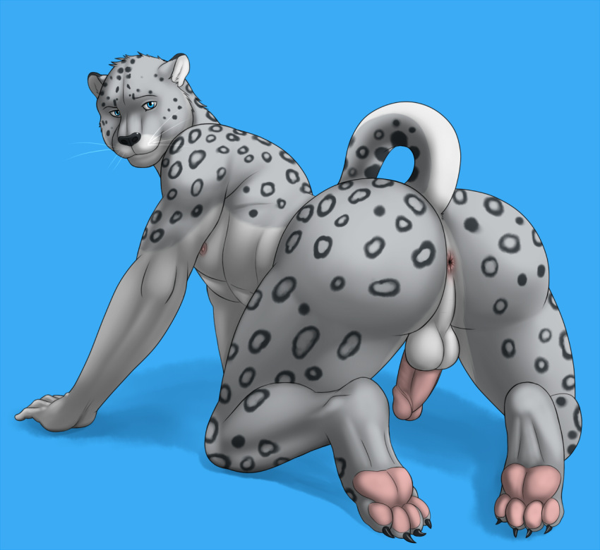 2012 all_fours anthro anus ass balls big_ass black_nose blue_background blue_eyes feline fur furry grey_fur hindpaw humanoid_penis leopard looking_at_viewer male male_only nude pawpads paws penis plain_background pose presenting simple_background snow_leopard solo spots vamplust whiskers