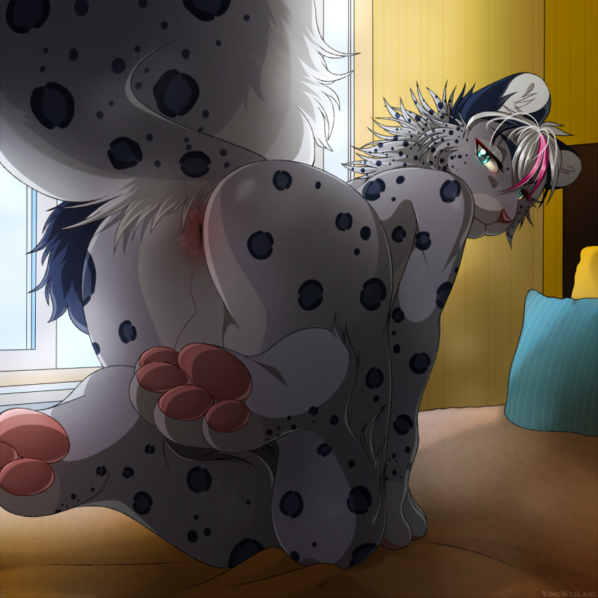 all_fours anthro ass balls bed felid furniture genitals hi_res leopard_spots looking_at_viewer looking_back male mammal on_bed pantherine pawpads paws pink_pawpads presenting presenting_hindquarters raised_tail snow_(past413) snow_leopard solo spots tail tonosan