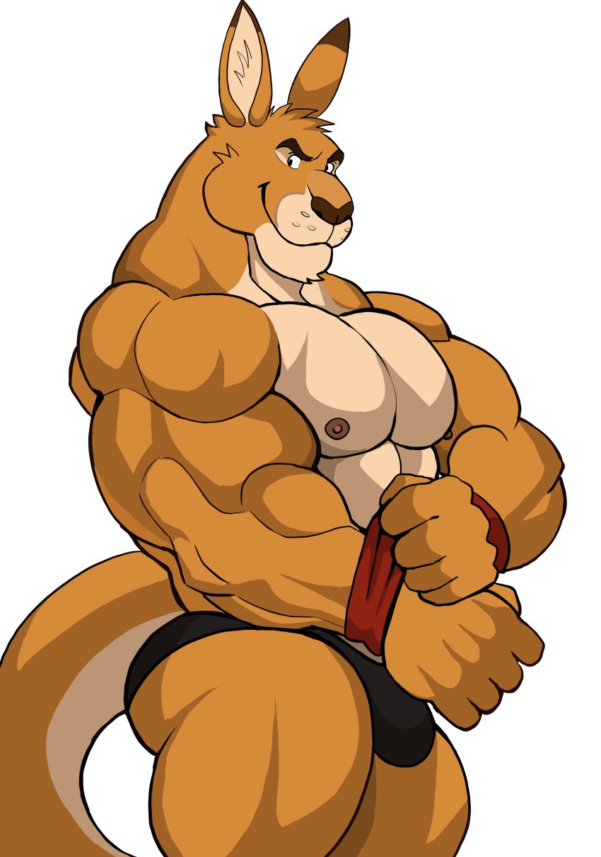 anthro ass balls bara barazoku bulge darknaigart flaccid furry gay kangaroo looking_at_viewer male male_only muscles muscular penis solo solo_male thick_thighs underwear underwear_only