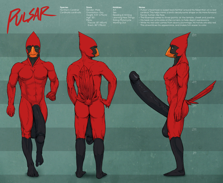 abs anthro ass avian back beak biceps big_penis bird black_feathers erection flaccid green_eyes humanoid_penis hyper hyper_penis long_penis looking_at_viewer male male_only model_sheet muscles no_humans nude pecs penis pulsar pulsar_(character) red_feathers solo