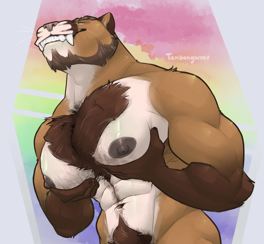 anthro bara_tits bara_titties beard big_pecs biped body_hair chest_hair closed_eyes cougar facial_hair fangs felid feline fur hi_res male mammal muscular muscular_anthro muscular_male navel nipples pecs pubes simple_background solo tambangwoof teeth