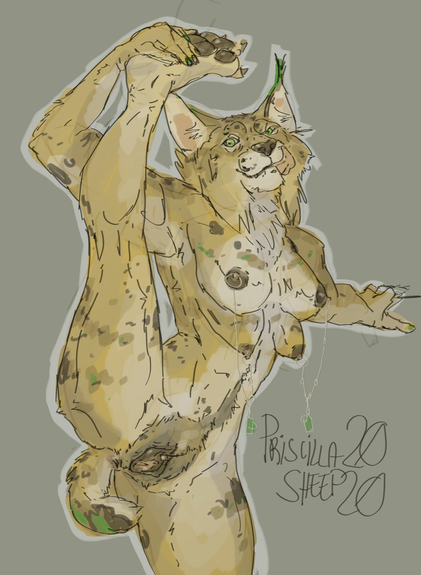 2020 4_breasts absurd_res anthro bobcat breasts dark_nipples felid feline female genitals green_eyes hi_res lynx mammal multi_breast nipples nude pawpads piercing presenting priscillasheep pussy solo stretching tongue tongue_out