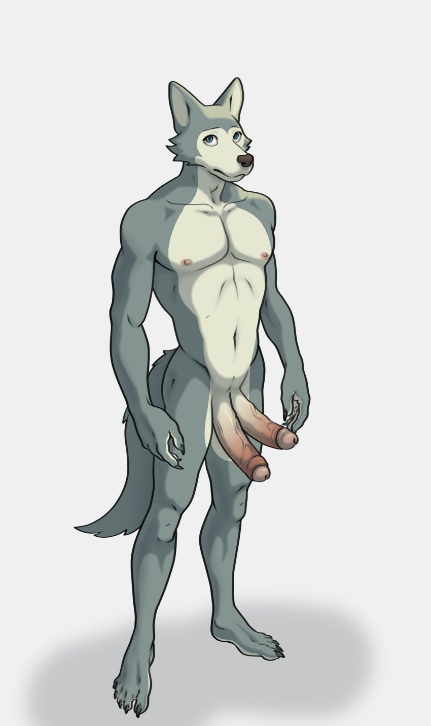 1boy anthro beastars canid canine canis diphallism erection ffog foreskin furry humanoid_penis legoshi_(beastars) male multi_penis nude penis wolf