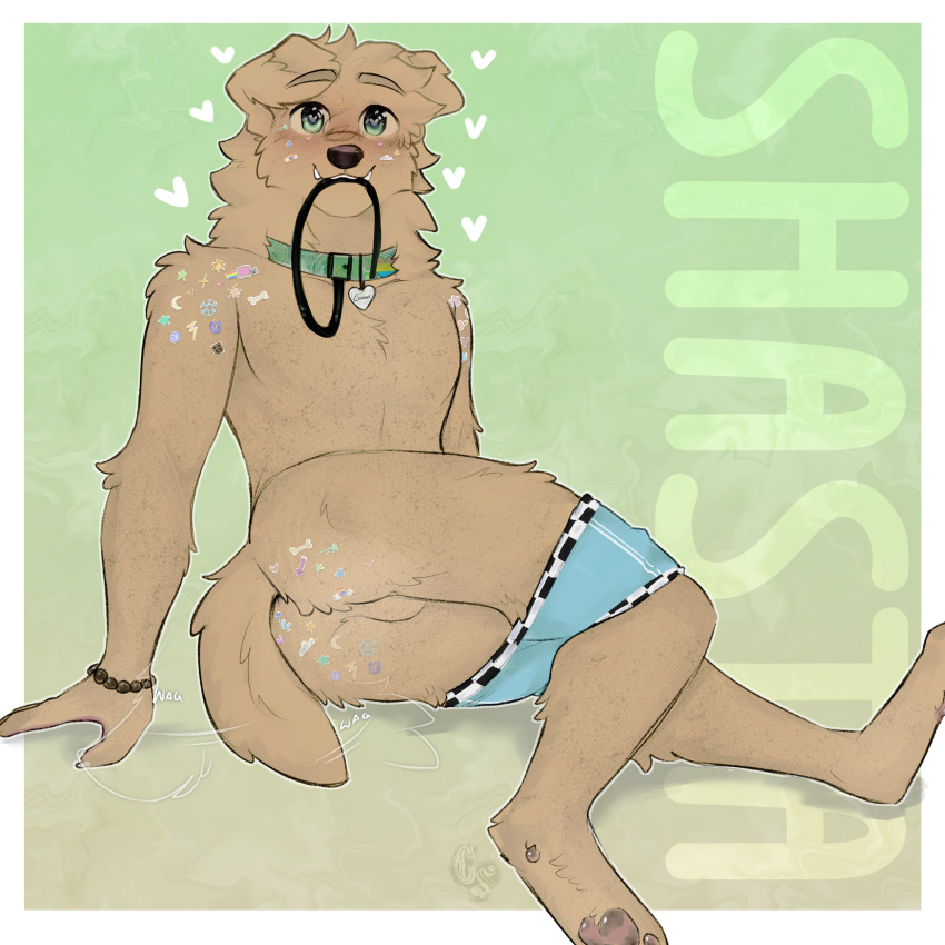 1:1 absurd_res anthro anus ass backsack balls bird_dog blush bracelet canid canine canis cerberussenn clothing clothing_around_legs collar collar_tag cute_fangs domestic_dog dyed_fur fangs floppy_ears freckles fur genitals green_eyes heart_collar_tag heart_pupils heart_symbol hi_res hunting_dog jewelry labrador leash leash_in_mouth male mammal object_in_mouth pawpads retriever shasta_chirmann_(cerberussenn) slim_male smile solo sticker stickers_on_body tail tail_anus tail_motion tailwag teeth underwear underwear_around_legs yellow_body yellow_fur