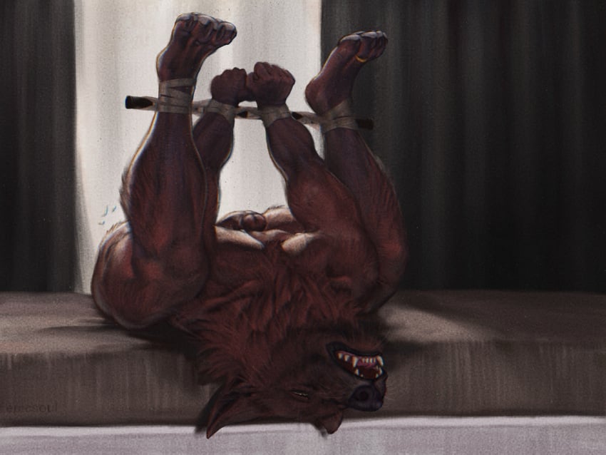 4:3 anthro arms_tied ass bed bedroom biceps black_nose bondage bondage bound brown_body brown_fur canid canine canis claws dark_body dark_fur digital_media_(artwork) epic_soul erection fangs feet fur furniture genitals half-closed_eyes hi_res humanoid_genitalia humanoid_penis legs_tied legs_up lying lying_on_bed male mammal muscular muscular_anthro muscular_arms muscular_legs muscular_male narrowed_eyes nipples nude on_back on_bed open_mouth pawpads paws pecs penis raised_arms raised_leg red_body red_fur red_wolf restraints solo spread_legs spreader_bar spreading submissive teeth toes tongue wolf