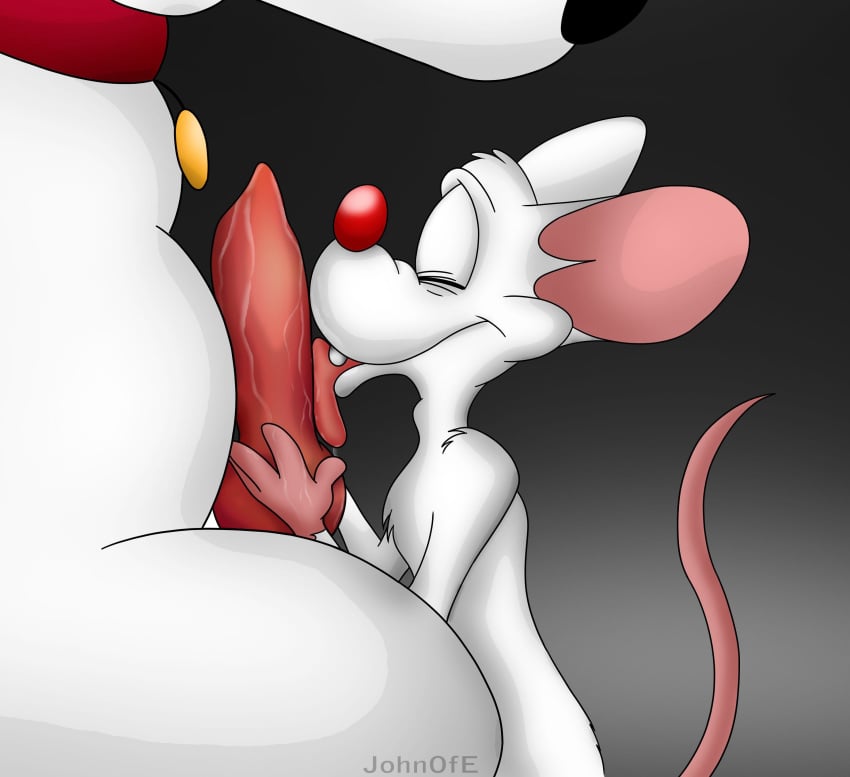 animaniacs brian_griffin canine canine_penis collar family_guy furry furry_only gay johnofe knot licking male mouse no_humans oral penis pinky pinky_and_the_brain rodent size_difference tongue tongue_out