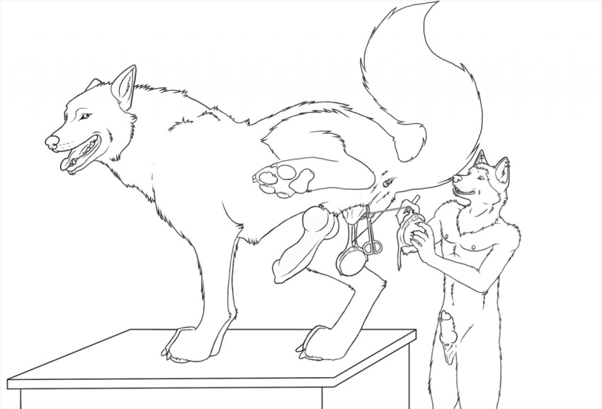 anthro anthro_on_feral anus balls canine castration cheetahlover duo feral interspecies knot male male_only monochrome penis raised_leg standing wolf zoophilia