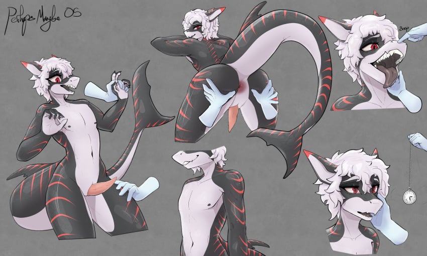 absurd_res anthro anus black_body disembodied_hand fish genitals hair hi_res hypnosis male marine markings mind_control model_sheet nipples nude_anthro nude_male orange_markings penis perhapsmaybe05 pointy_ears prick_ears shark shark_fin shark_tail simple_background tapering_penis tongue white_body white_hair