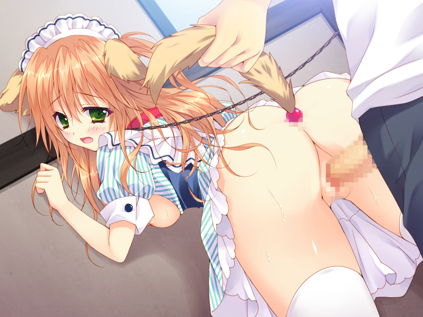 animal_ears ass breasts buttplug censored chiisana_kanojo_no_sayokyoku clothed_sex clothing dress feng game_cg green_eyes headband hellrun long_hair moriya_mizuka nopan open_clothes open_shirt orange_hair penis pussy shirt tail thighhighs