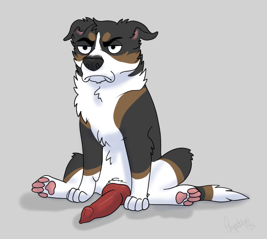 2025 animal_genitalia animal_penis black_nose border_collie brown_body brown_fur canid canine canine_genitalia canine_penis canis chest_tuft collie digitigrade domestic_dog erection feral frown fur genitals grey_background grumpy half-closed_eyes head_tuft herding_dog hi_res knot knotted_penis male mammal narrowed_eyes pastoral_dog pawpads penis pink_pawpads quadruped shaded sheepdog signature simple_background sitting snout solo spread_legs spreading theprodigy tuft white_body white_fur