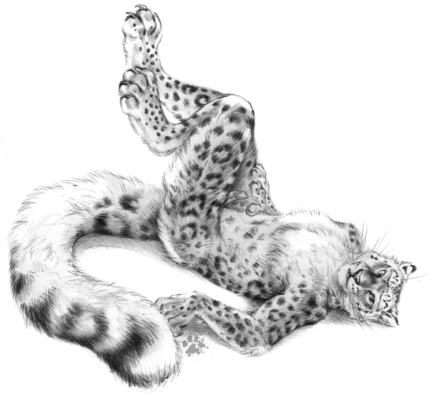 anthro barbs blotch erection feline feline_penis fluffy furry furry_only hand_on_thigh leopard looking_at_viewer lying male male_only mammal monochrome nude on_back paws penis plain_background plantigrade snow_leopard solo whiskers white_background