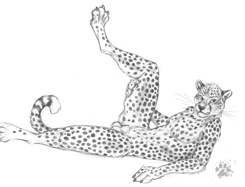 anthro balls black_nose blotch cheetah claws feline flaccid furry furry_only looking_away looking_right lying male male_only mammal monochrome nude on_side penis plain_background pose sheath sketch solo spread_legs spreading tongue tongue_out whiskers white_background