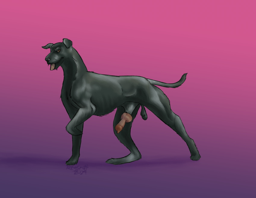 2024 anatomically_correct anatomically_correct_genitalia anatomically_correct_penis animal_genitalia animal_penis attached_sheath balls black_body black_fur canid canine canine_genitalia canine_penis canis digital_media_(artwork) domestic_dog erection feral feral_only fur genitals giant_schnauzer gradient_background hi_res knot knotted_penis male mammal penis regsmutt schnauzer shaggy_fur sheath simple_background smile solo standing