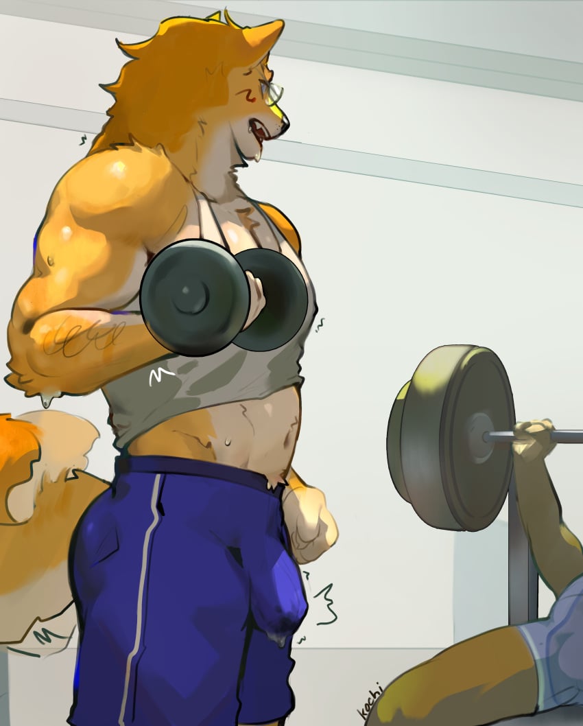 anthro balls blue_eyes bodily_fluids body_hair bulge chest_hair clothing cody_(kochinsfw) detailed_bulge erection facial_hair fur genital_outline genitals gym gym_clothes gym_shirt hi_res humanoid_genitalia humanoid_penis kochinsfw male male_only muscular muscular_anthro muscular_male orange_body orange_fur penis penis_outline shiba_inu simple_background staring_at_another sweat wagging_tail