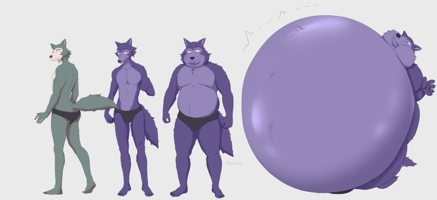belly_bulge belly_expansion belly_inflation big_belly blueberry_inflation furry guy inflation legoshi_(beastars) only_male wolf