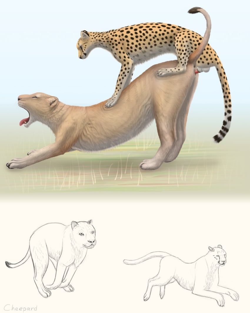 animal_genitalia animal_penis chasing cheepard cheetah feline feline_penis female feral feral_on_feral interspecies lion lioness male mammal mounting open_mouth penetration penis running size_difference sketch surprise_sex vaginal_penetration yawn