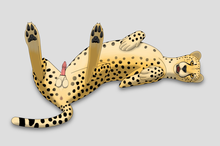 anatomically_correct anatomically_correct_penis animal_genitalia anus ass balls barbed_penis barbs cheepard cheetah erection feline feline_penis feral looking_at_viewer lying male mammal on_back open_mouth penis presenting presenting_hindquarters sheath solo spreading yellow_eyes